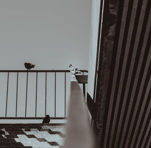 View of birds on wall against clear sky