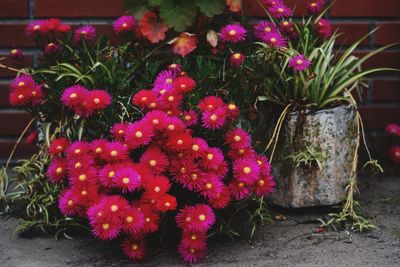 Close-up of flowers