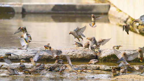 Flock of birds in lake