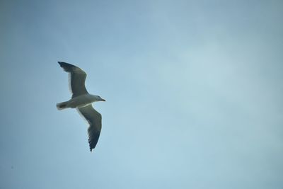 Low angle view of seagull flying in sky