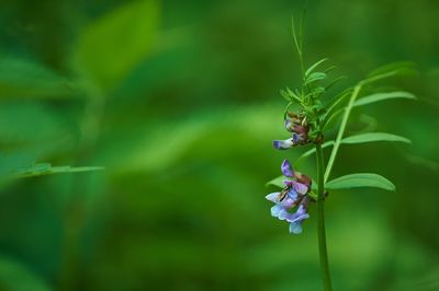 Close-up of insect on purple flower