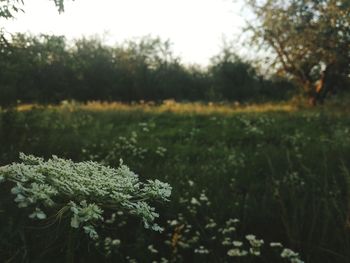 Close-up of flowering plants on field