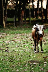 Cow standing on field