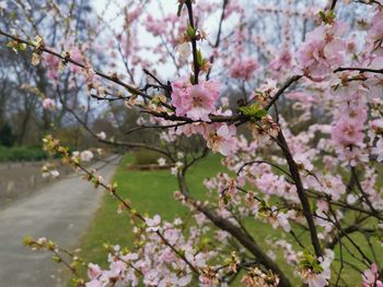 Close-up of cherry blossoms in spring