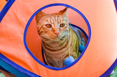 Close-up of cat in tent