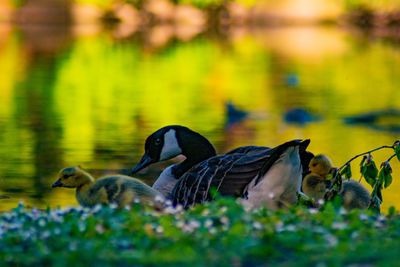 Birds near a lake