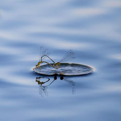 Damselflies mating on floating lily pad in pond