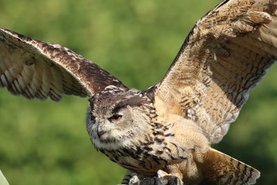 Close-up of eagle