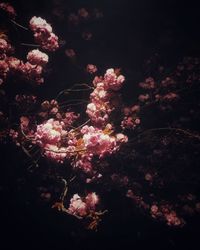 High angle view of pink flowering plants