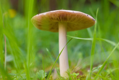 Close-up of mushroom in grass