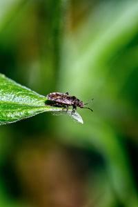 Close-up of insect on leaf