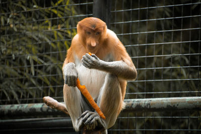 Close-up of monkey on railing