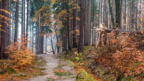 Pine trees in forest during autumn