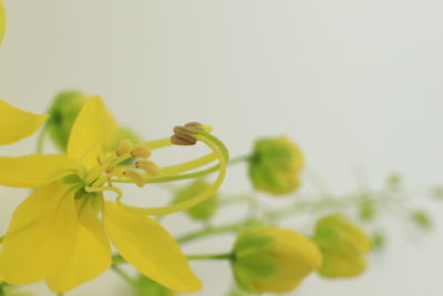 Close-up of yellow flowering plant