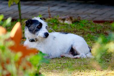 Dog relaxing on field