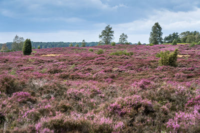 Scenic view of pink flowering plants on land against sky