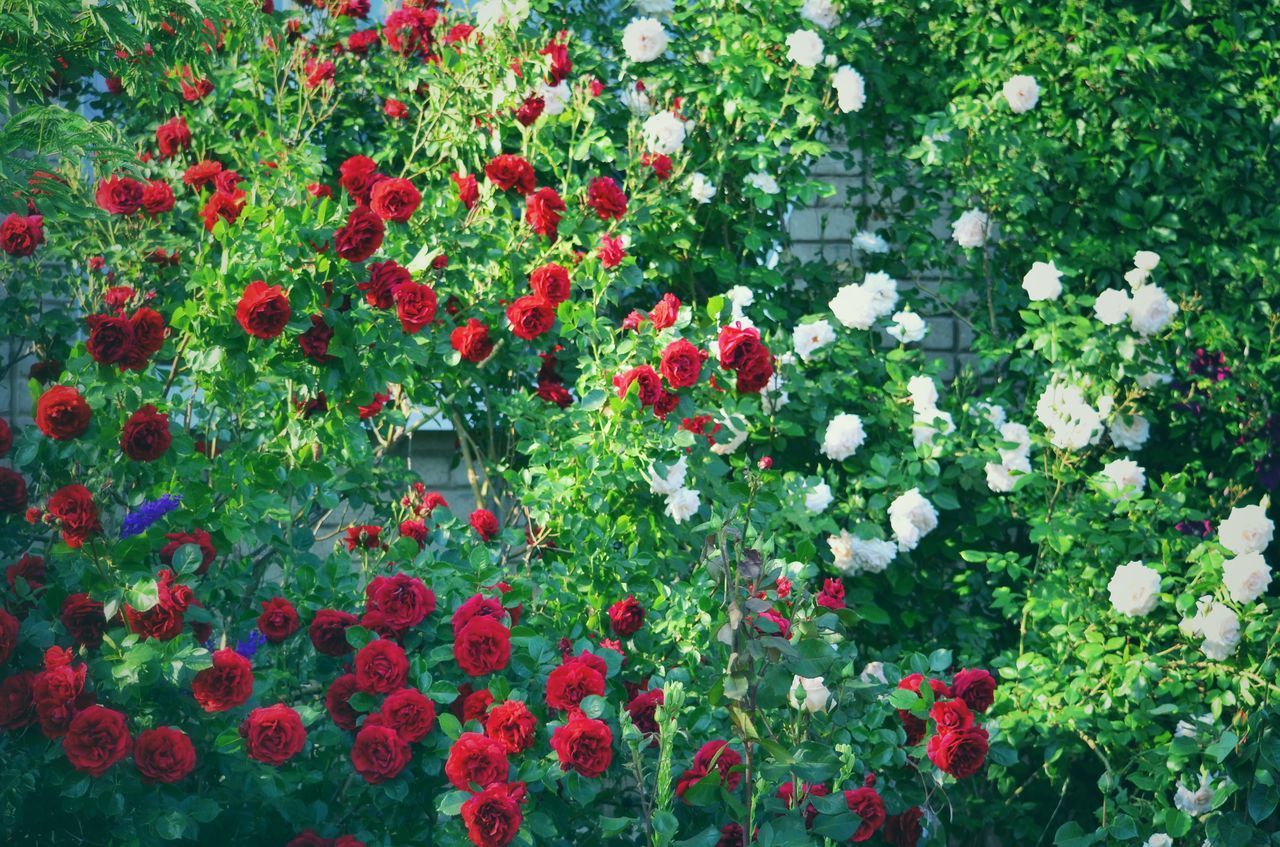 HIGH ANGLE VIEW OF ROSES ON FIELD
