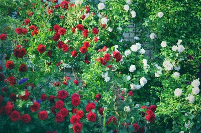 High angle view of red roses on field