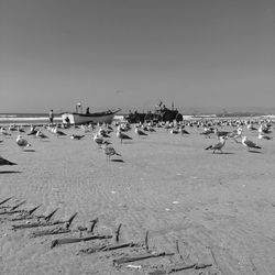 Seagulls on beach