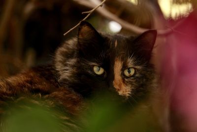 Close-up portrait of a cat