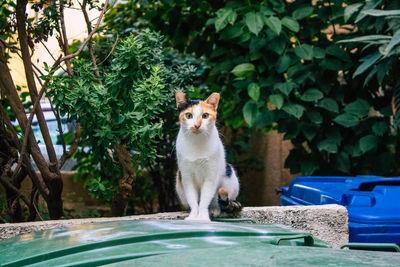 Portrait of a cat sitting on plants