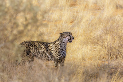 Cheetah walking on field