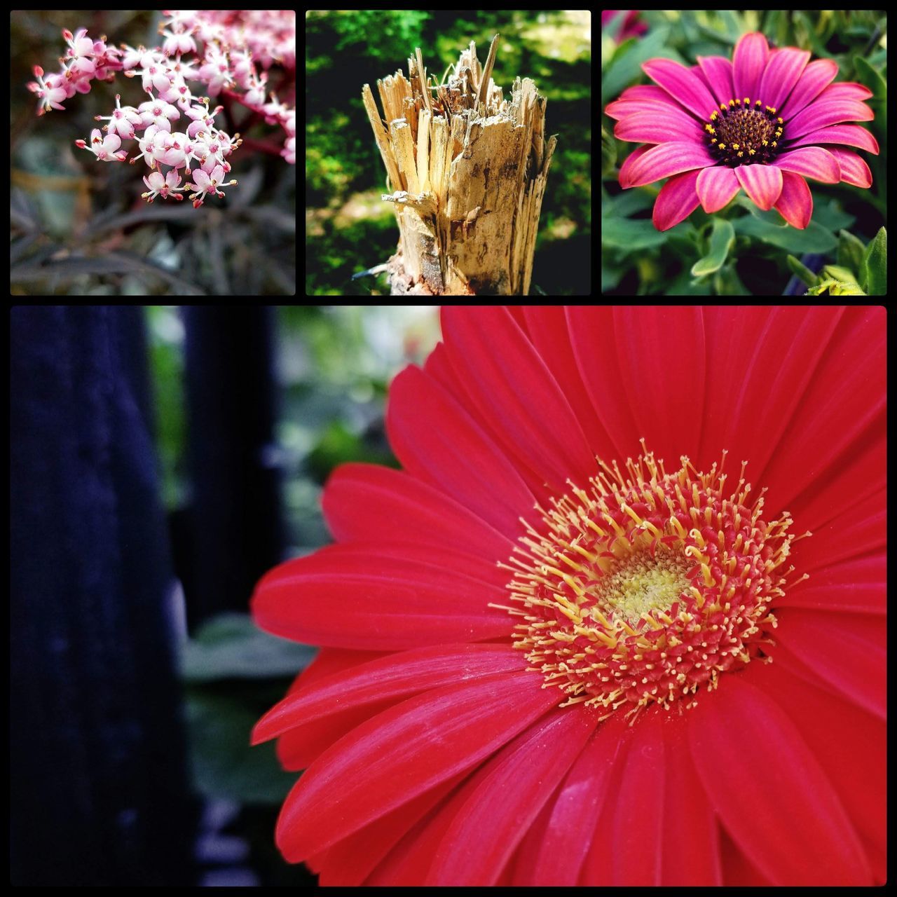 flowering plant, flower, plant, freshness, vulnerability, fragility, petal, flower head, beauty in nature, inflorescence, close-up, growth, nature, pollen, no people, focus on foreground, red, day, auto post production filter, transfer print, outdoors