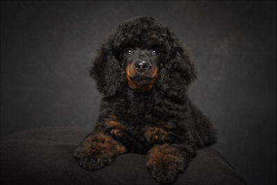 Close-up of dog sitting against black background