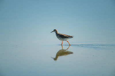 Immature ruff wades through shallows with reflection