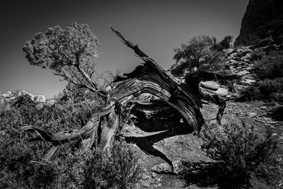 Low angle view of driftwood on tree