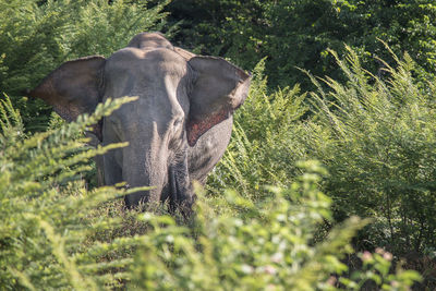 View of elephant on field