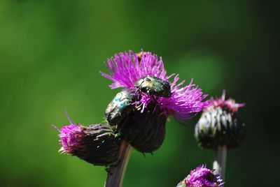 Close-up of beetles pollinating on thistles