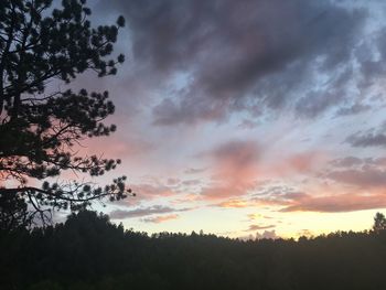 Low angle view of silhouette trees against sky