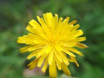 Close-up of yellow flower