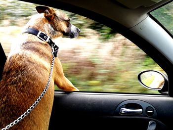 Close-up of dog in car