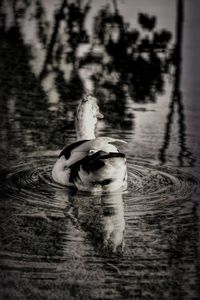 Duck swimming in a lake