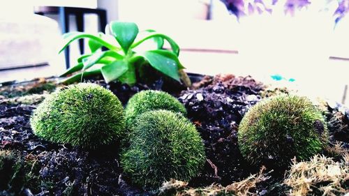 Close-up of succulent plant in pot