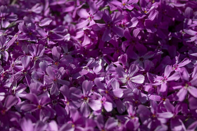 Full frame shot of purple flowering plants