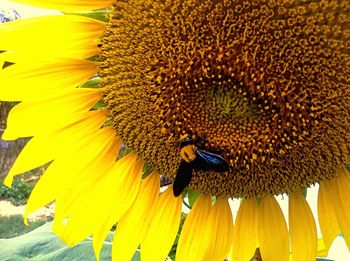 Close-up of insect on yellow flower
