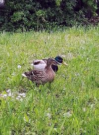 Bird perching on field