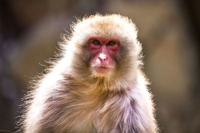 Close-up portrait of a monkey