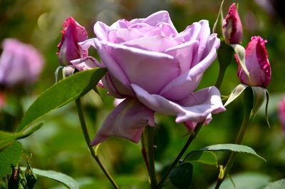 Close-up of pink flowers blooming outdoors