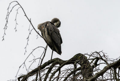 Low angle view of bird perching on tree against sky