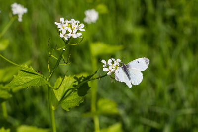 Close-up of butterfly on white flower