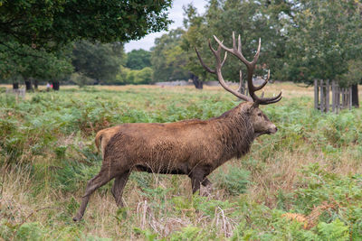 Deer standing in a field