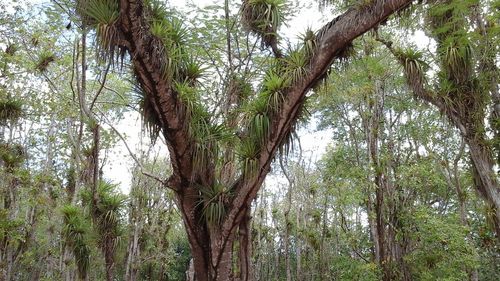 Low angle view of trees in forest