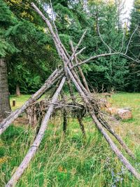 Tree trunk in forest