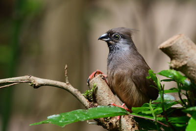 Speckled mousebird perching in a tree