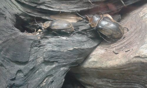 Close-up of turtle in water