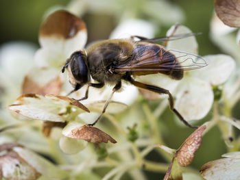 Close-up of bee pollinating on flower